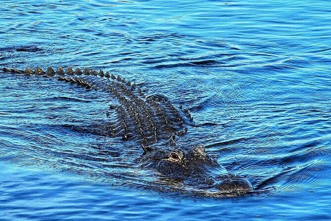 Everglades Tour from Miami with Transportation - Why This Tour Delivers on Value