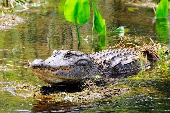 Everglades Tour in Miami - Who Might Want to Skip It?