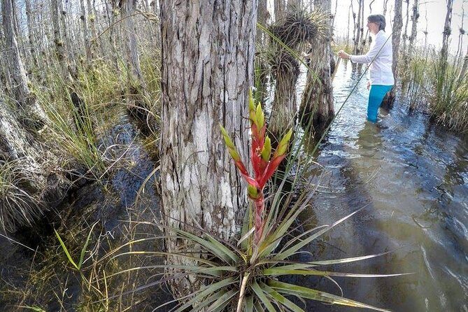 Everglades Tour w/ Biologist Led WET walk + 2 Boat Trips + Lunch! - A Detailed Breakdown of the Itinerary