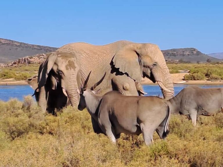 Exclusive African Big 5 Safari Adventure in Cape Town - Who Is This Tour Best For?