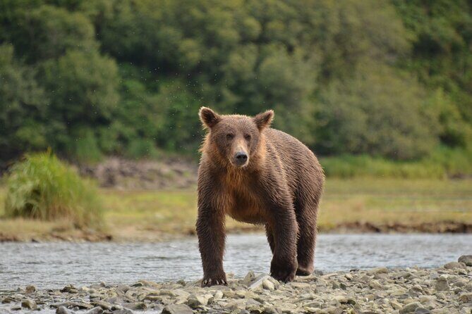 Exclusive Locations Private Bear Viewing - An In-Depth Look at the Bear Viewing Tour