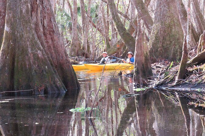 Exclusive Nature Escape Kayak Adventure on Blackwater Creek - Wildlife and Nature: What Youll Encounter