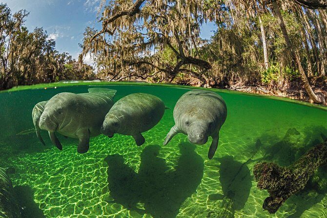 Exclusive Small Group VIP Heated Manatee Snorkel Tour - Why This Tour Is Worth It