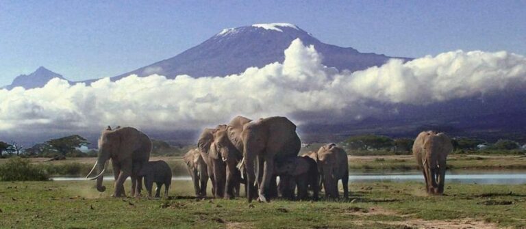 Excursion at the Iconic Amboseli National Park - What to Expect from the Tour