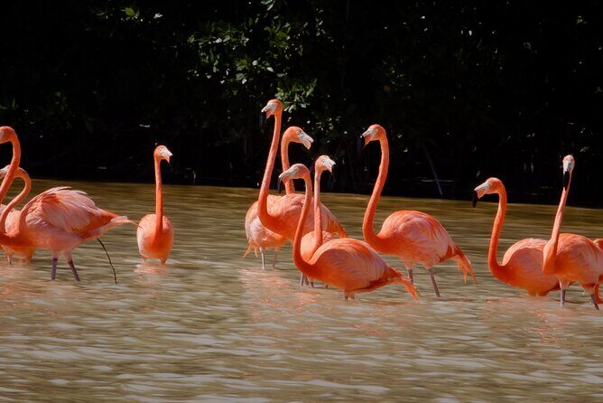 Excursion to Celestun Biosphere and Beach Day from Merida - What We Appreciated and What Could Be Better