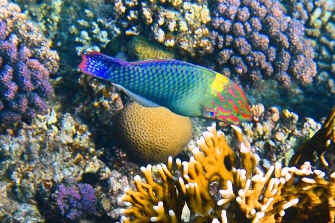 Excursion to the White Island & Ras Mohammed National Park from Sharm El Sheikh - The Itinerary in Detail