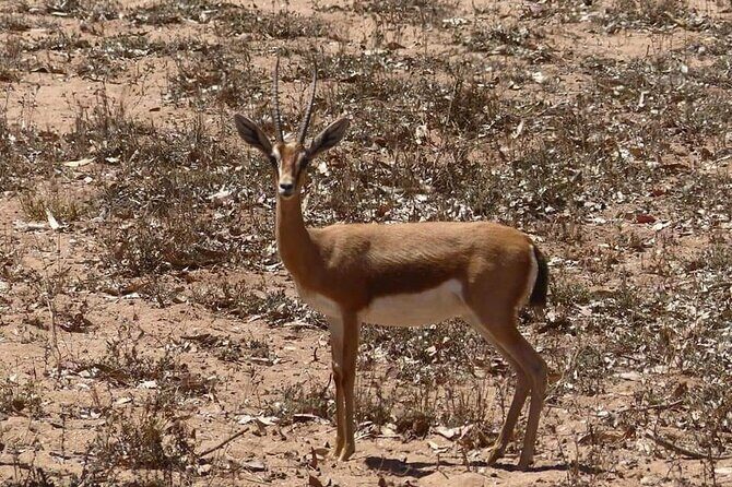 Excursions to the Souss Massa National Park - What the Reviews Say