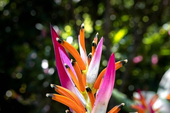 Exotic Garden EN Rancho Ecoturístico - Discovering Huatulco’s Natural and Cultural Treasures