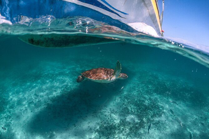 Exotik half a day tour: Cenote Cave and Swimming with Sea Turtles - Why This Tour Offers Good Value