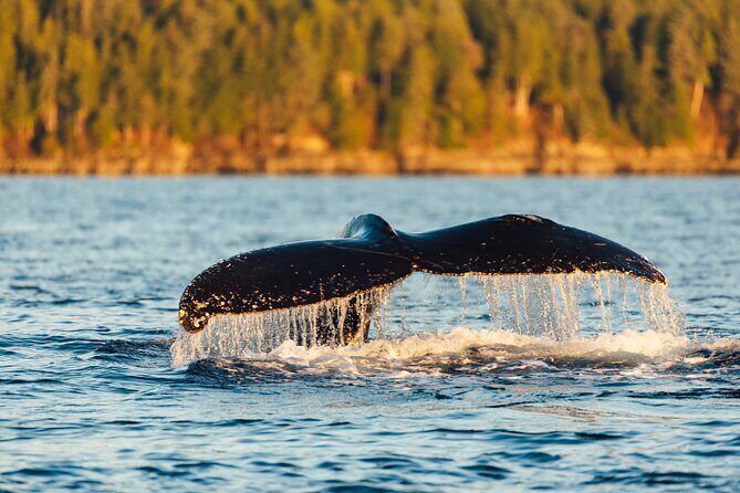 Experience Local Marine Wildlife Tour - The Experience’s Pros and Cons