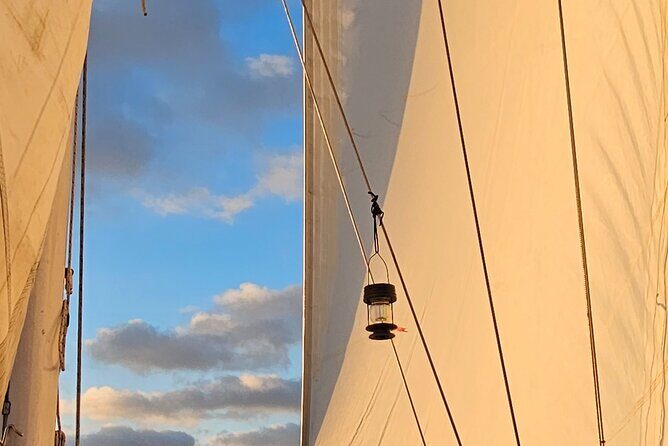 Experience Oceanside Sailing with Whales and dolphins! - Why This Tour Offers Great Value
