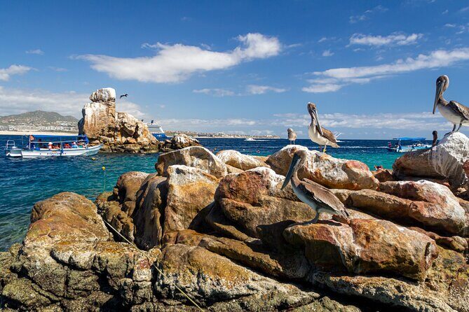 Experience the Clear Boat adventure & Cabo San Lucas City Tour - Authentic Experiences and What Travelers Say