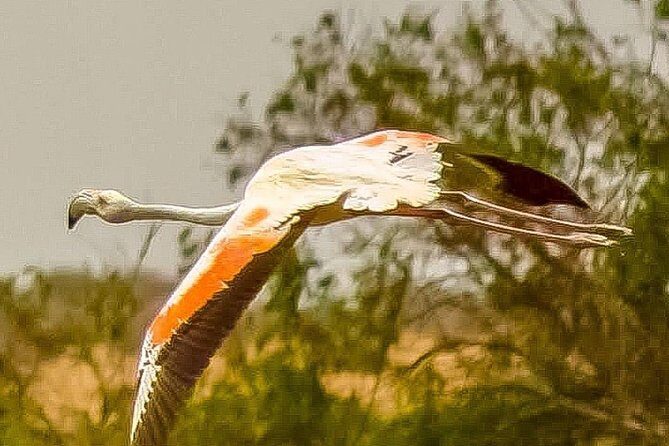 Explore Agadir wildlife national park safari with lunch & pickup - Deep Dive into the Itinerary
