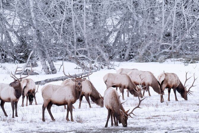 Explore Banff + Wildlife - What’s Included and Why It Matters
