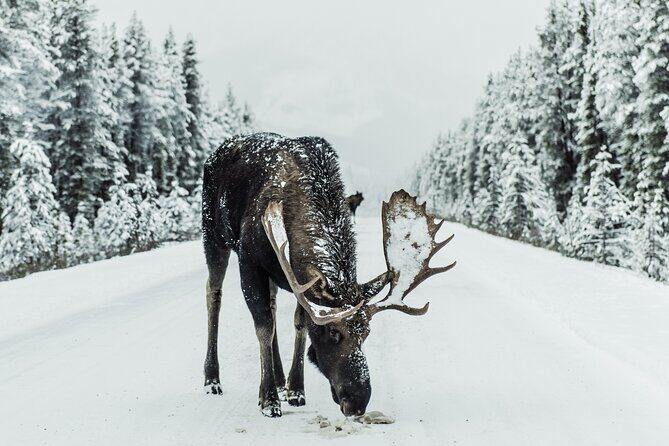 Explore Banffs Wonders: Lake Louise, Moraine Lake, and Beyond - Why This Tour Offers Great Value