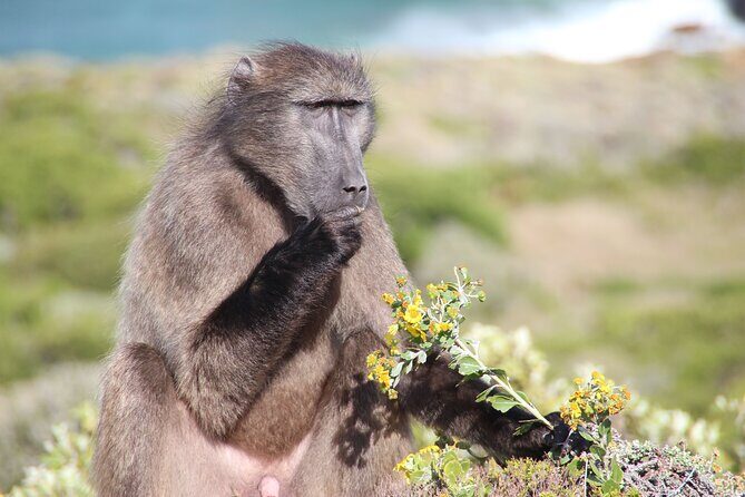 Explore Cape of Good Hope and Boulders Beach Private Tour - The Value of a Private Tour in Cape Town