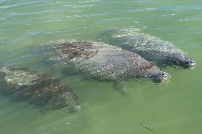 Explore Mangrove Creeks with an All Day SUP/single kayak Rental - Equipment and Inclusions