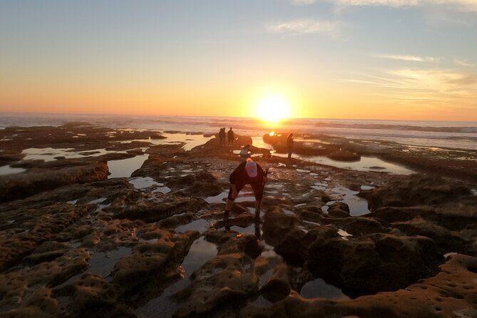 Explore San Diego Tide Pools with a Marine Biologist - Authentic Insights From Reviewers