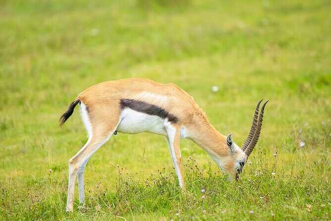Explore Serengeti 5 Days 4 Nights - Day 4: Ngorongoro Crater — Africa’s Natural Wonder