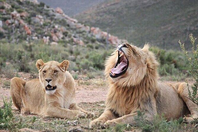 Explore the best Big 5 Aquila Safari Tour and Wine Tasting - FAQ