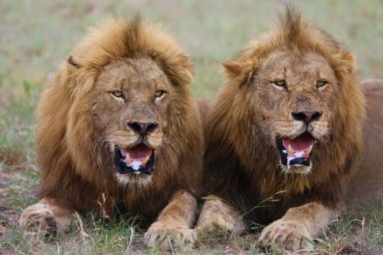 Explore the Untamed Beauty of Tsavo East . - The Core of the Safari: Exploring Tsavo East