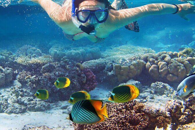 Explore Turtle Canyons Waikiki Snorkel and Sail Adventure - What Travelers Say