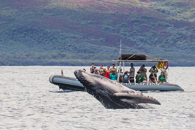 Eye-Level Whale or Dolphin Watching Eco-Raft Tour from Lahaina - The Itinerary: What to Expect at Each Stop