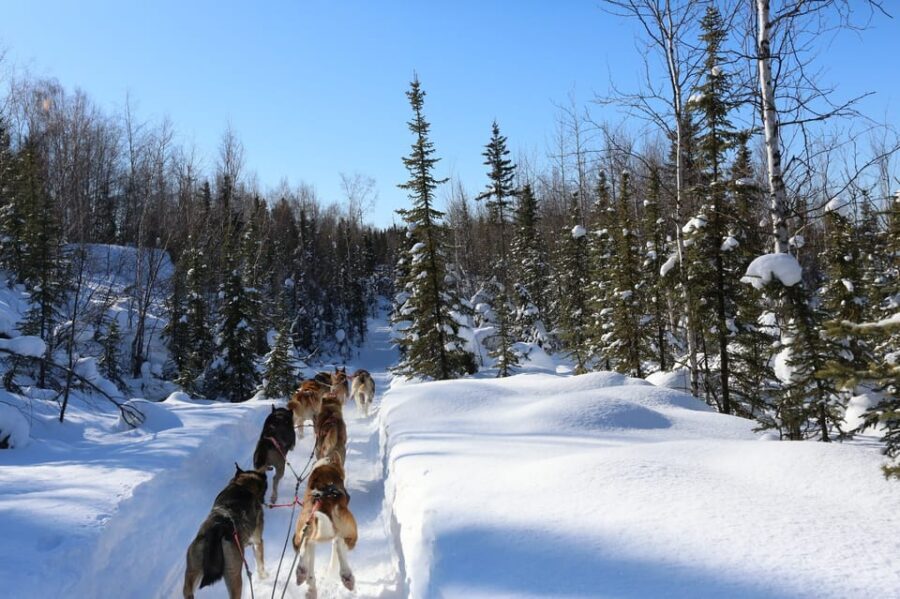 Fairbanks: 1-Hour Alaskan Winter Dog Sledding Adventure - Practical Details & Considerations