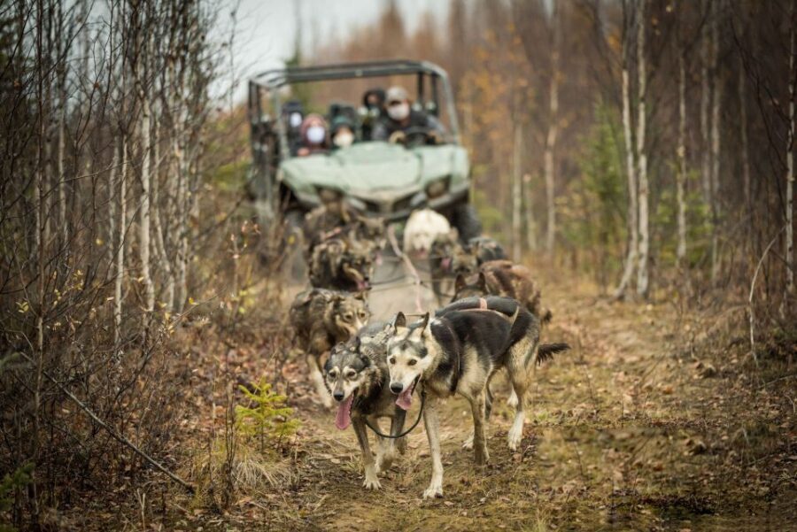 Fairbanks: Dog Mushing through Fall Landscapes on a UTV - The Value of the Experience