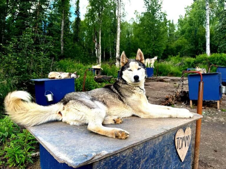 Fairbanks: Husky Hiking Tour - The Experience at the Kennel
