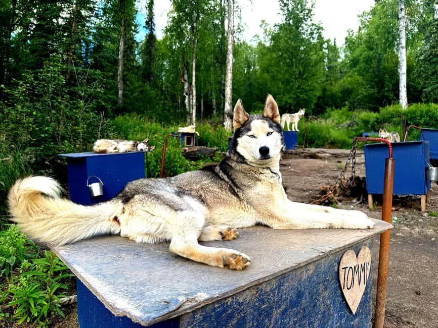 Fairbanks: Husky Hiking Tour - The Experience at the Kennel