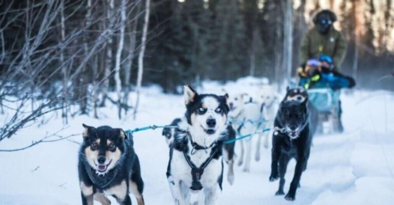 Fairbanks: Private Mush on the Historic Yukon Quest Trail - Practical Tips for Your Trip