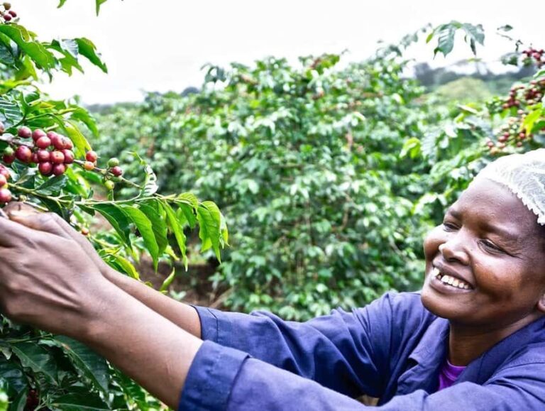 Fairview Coffee Farm and Factory Guided Tour with Entry Fees - Who Will Love This Tour?
