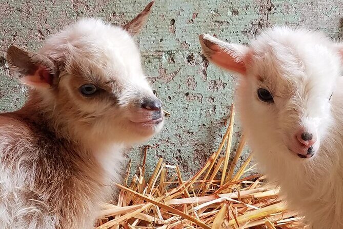 Faithful Hands Farm Tour - Why This Tour Is Worth Considering
