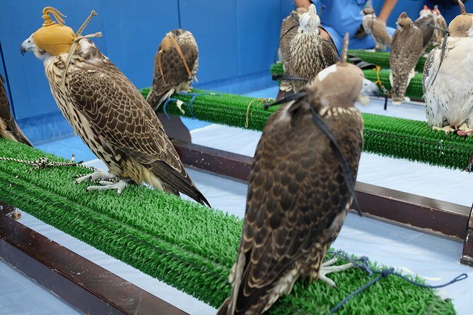 Falcon Hospital Tour Abu Dhabi - The Sum Up