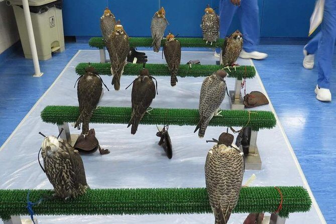 Falcon Hospital Tour - In-Depth Look at the Falcon Hospital Tour