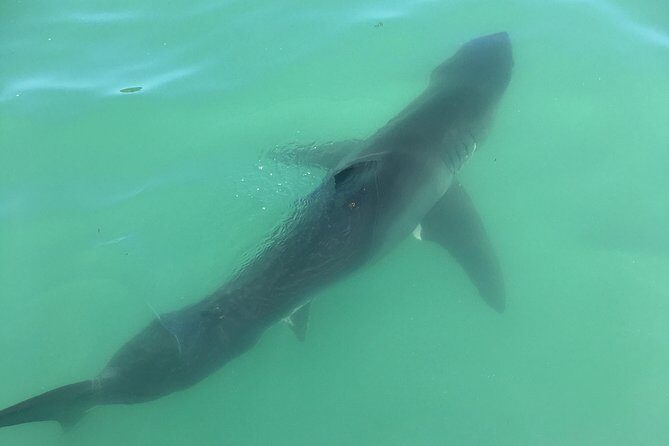 Family and Private Group Whale and Dolphin Watching - Final Thoughts