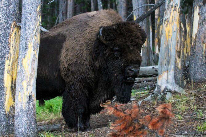 Family Friendly Private Tour at Yellowstone National Park w/Lunch - Why This Tour Is a Great Choice