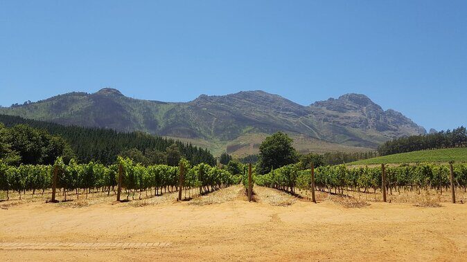 Family Winelands & Wildlife: Stellenbosch and Paarl - Why This Tour Is a Great Fit
