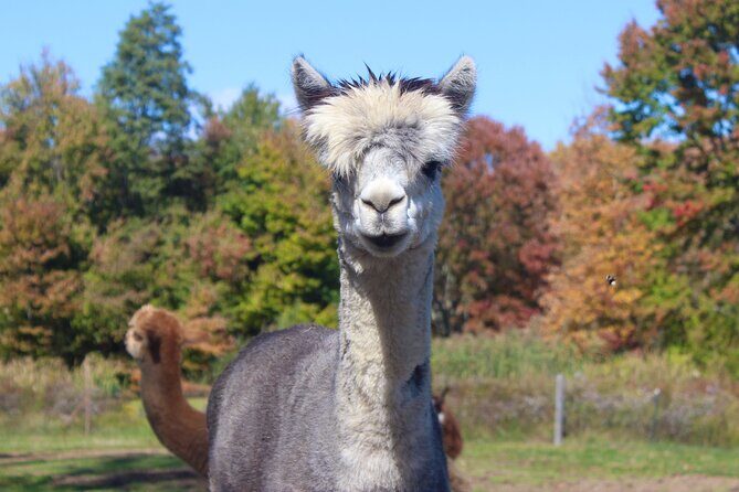 Farm Tour at Clover Brooke Llama/Alpaca/Goat Farm - Exploring the Itinerary in Detail