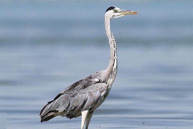 Fayoum Full Day tour Bird Watching - What Travelers Say
