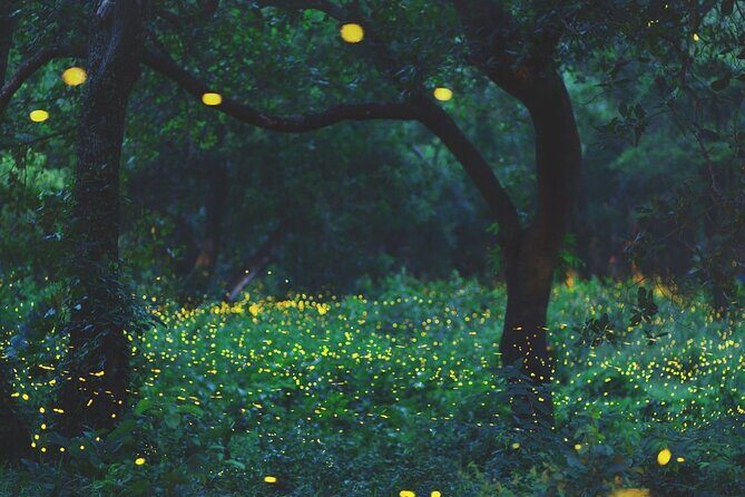 Firefly Sanctuary Tour in Puebla - What Youll Experience
