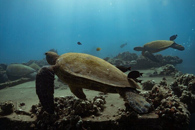 First Timers and Non-Swimmers Snorkeling Experience in Wailea - Who Should Consider This Tour
