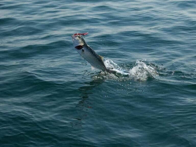 Fishing Trip 4 hours Tour - Why It Represents Good Value