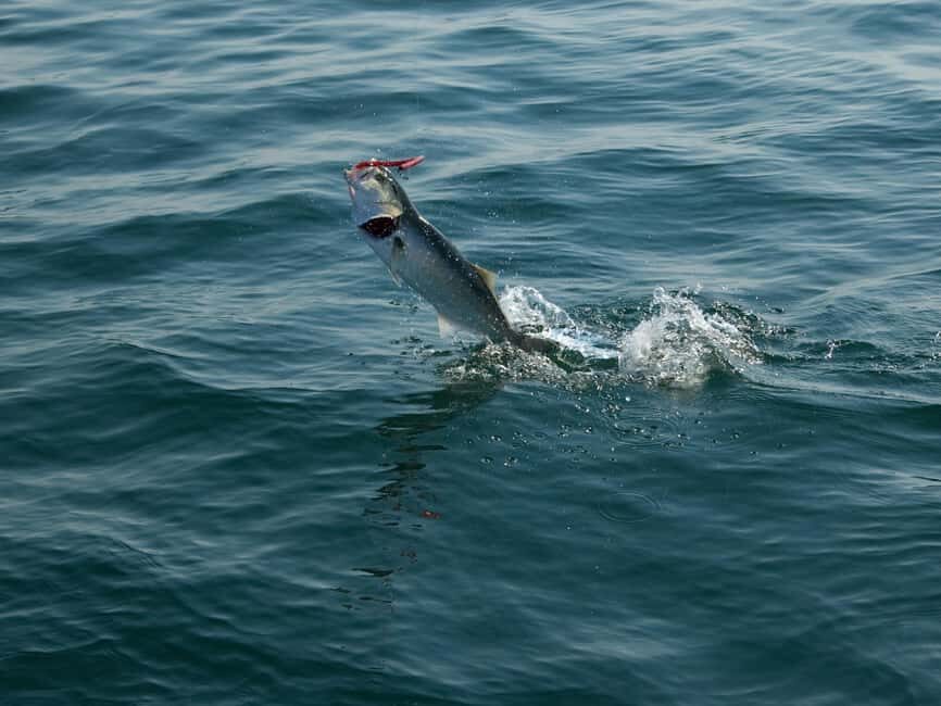 Fishing Trip 4 hours Tour - Why It Represents Good Value