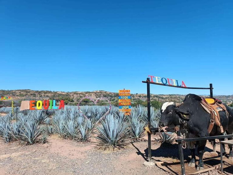 Five-star factory: Meet Orendain tequila. - Real Experiences and Honest Feedback