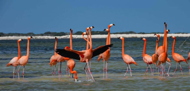 flamingo tour in Rio Lagartos, Yucatan 3 hours
