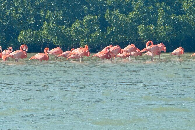 Flamingos Tour in Rio Lagartos Yucatan 2 hours