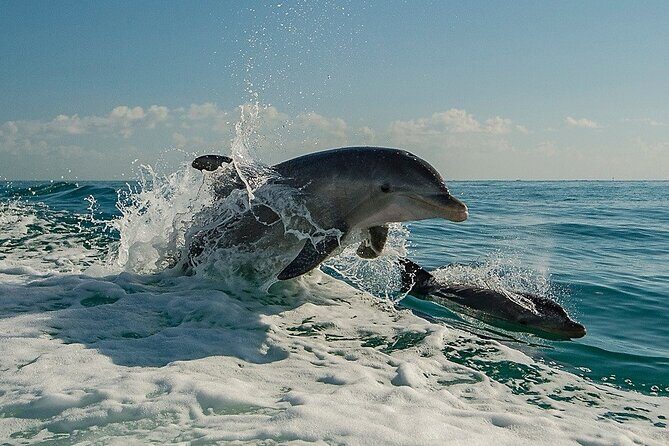 !! Flippers Fun Boat !! Dolphin Adventure Clearwater Beach! - Who Should Consider This Tour?