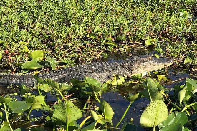 Florida Everglades Airboat Tour and Wild Florida Admission with Optional Lunch - The Experience for Different Travelers